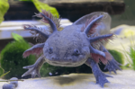 Axolotl - Image 6