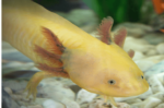 Axolotl - Image 7