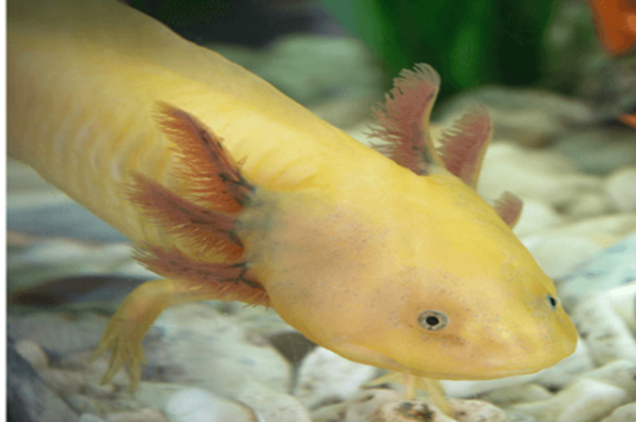 Axolotl - Image 7