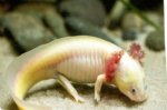 Axolotl - Image 8