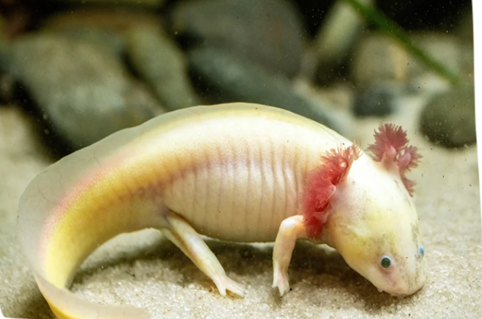 Axolotl - Image 8