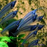 Kryptopterus bicirrhis - Image 3