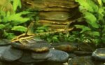 Sturisomatichthys panamense "Royal Whiptail" - Image 3