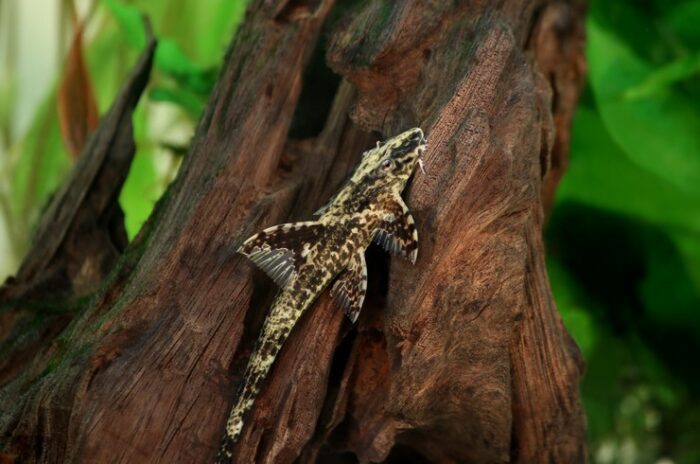 Rineloricaria parva - Image 3