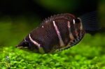 Sphaerichthys Osphormenoides "Gourami-Chocolate"