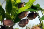 Sphaerichthys Osphormenoides "Gourami-Chocolate" - Image 2