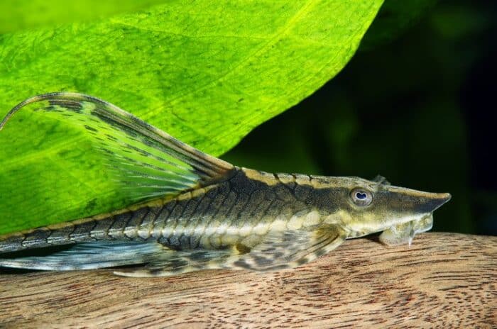 Sturisomatichthys panamense "Royal Whiptail" - Image 5