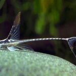Sturisomatichthys panamense "Royal Whiptail"