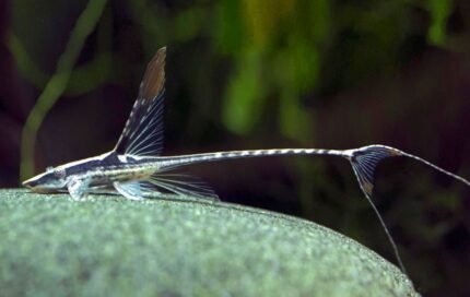Sturisomatichthys panamense "Royal Whiptail"