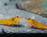 Golden Tiger Shrimp / Tangarine Tiger (Caridina) - Image 2