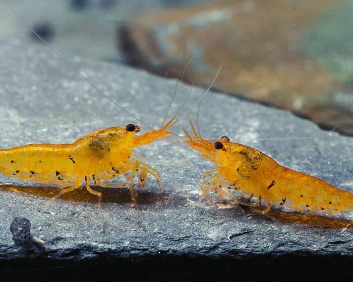 Golden Tiger Shrimp / Tangarine Tiger (Caridina) - Image 2