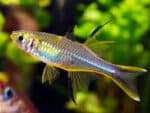 Telmatherina ladigesi - Image 3