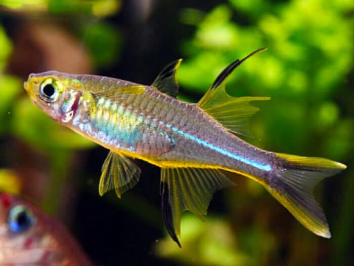 Telmatherina ladigesi - Image 3
