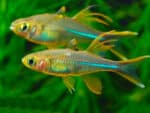 Telmatherina ladigesi - Image 2
