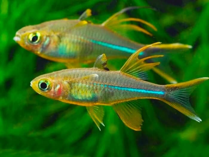 Telmatherina ladigesi - Image 2