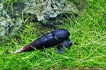 Faunus ater - Image 2