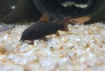 Corydoras Sp. «Black Venezuela» - Image 2