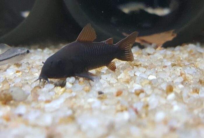 Corydoras Sp. «Black Venezuela» - Image 2