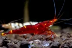 Yellow Cheek Sulawesi Shrimp / Caridina Spinata - Image 3