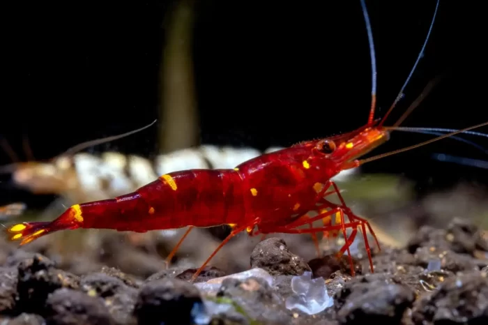 Yellow Cheek Sulawesi Shrimp / Caridina Spinata - Image 3