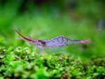 Caridina gracilirostr - Image 2