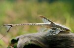 Sturisomatichthys panamense "Royal Whiptail" - Image 6