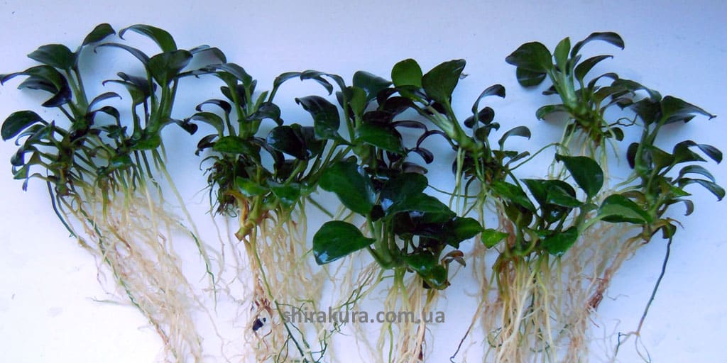 Anubias-barteri-var-nana-petite Anubias Barteri var. Nana Petite (Анубиас Бартера Нана Петит)