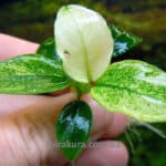 Anubias Barteri var. Nana Pinto (Анубиас Бартера Нана Петит Пинто)