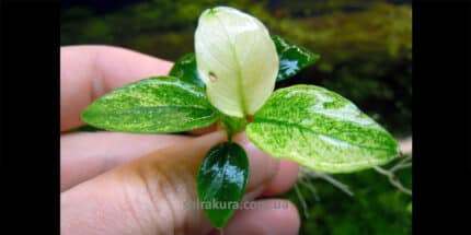 Anubias Barteri var. Nana Pinto (Анубиас Бартера Нана Петит Пинто)