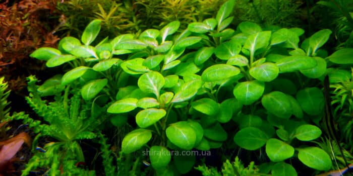 Lobelia cardinalis Minima  (Лобелия пурпурная мини) - Image 2
