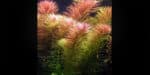 Limnophila Aromatica  (Лимнофила Ароматика) - Image 2