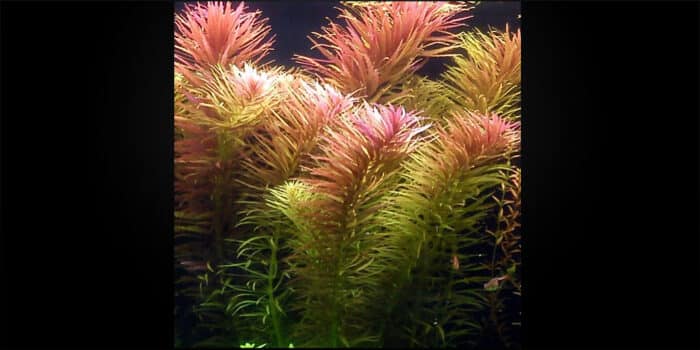 Limnophila Aromatica  (Лимнофила Ароматика) - Image 2