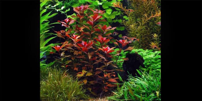 Ludwigia Repens Rubin  (Людвигия Ползучая Рубин) - Image 2
