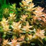 Bacopa Colorata (Бакопа Колората)
