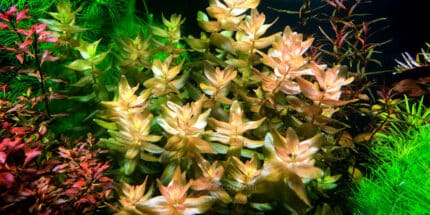 Bacopa Colorata (Бакопа Колората)