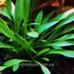 Cryptocoryne Parva (Криптокарина Парва)