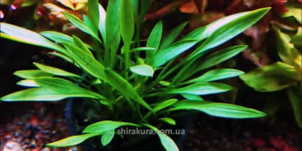 Cryptocoryne Parva (Криптокарина Парва)