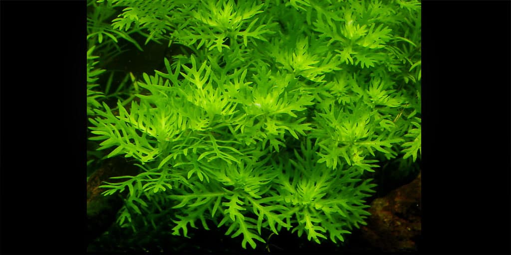 Hottonia-palustris Hottonia Palustris (Хоттония Палюстрис)