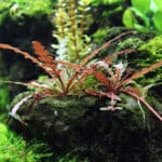 Hygrophila Pinnatifida (Гигрофила Пиннатефида)