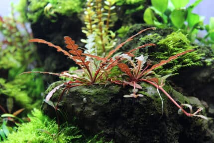 Hygrophila Pinnatifida (Гигрофила Пиннатефида)