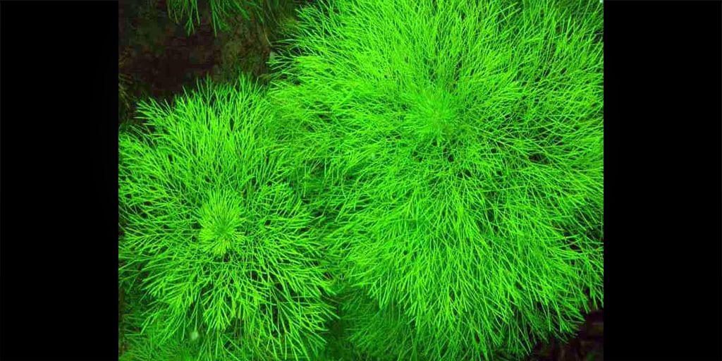 Limnophila-aquatica-ambulia Limnophila Aquatica Ambulia (Лимнофила Водная)