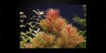 Limnophila Aromatica (Лимнофила Ароматика)