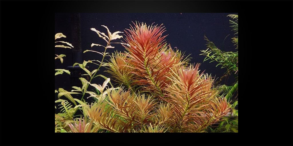 Limnophila-aromatica Limnophila Aromatica (Лимнофила Ароматика)
