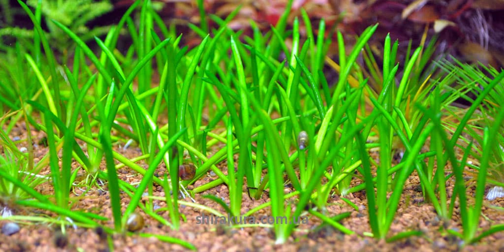 Littorella-uniflora Littorella Uniflora (Литторелла Юнифлора)