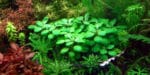 Lobelia cardinalis Minima (Лобелия пурпурная мини)