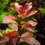 Ludwigia Repens Rubin (Людвигия Ползучая Рубин)