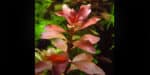 Ludwigia Repens Rubin (Людвигия Ползучая Рубин)