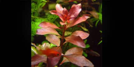 Ludwigia Repens Rubin (Людвигия Ползучая Рубин)