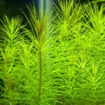 Pogostemon Erectus (Погостемон Эректус)