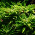 Pogostemon Helferi (Погостемон Хелфера)